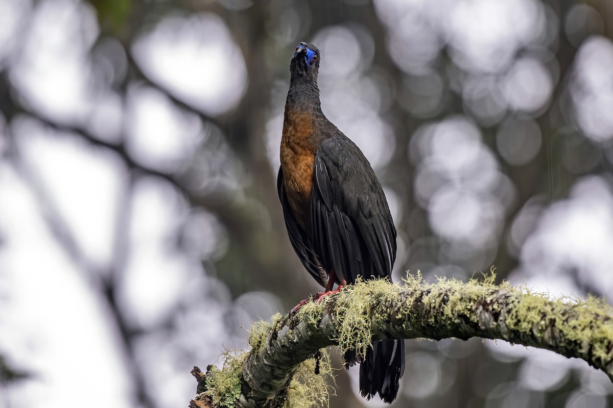Sickle-winged Guan - ML496503151