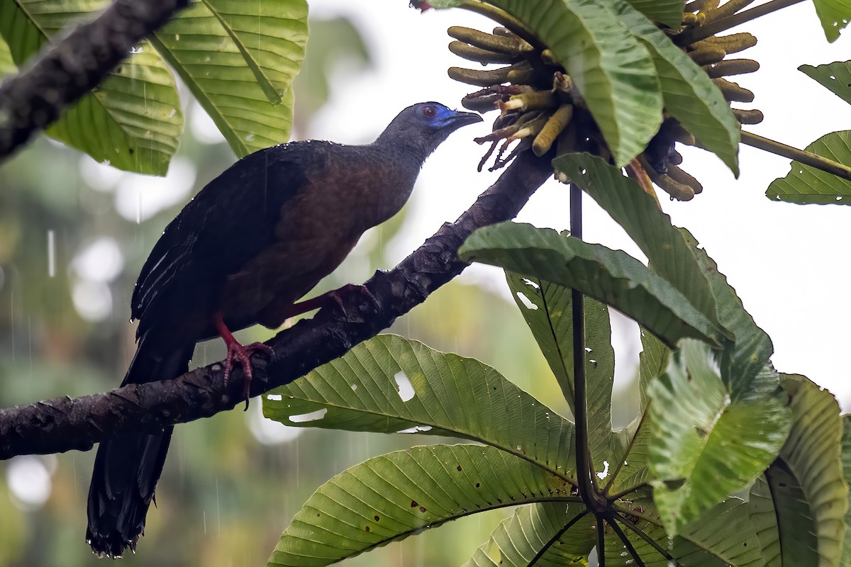 Sickle-winged Guan - ML496503161
