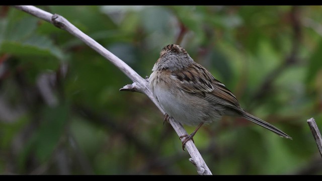 Clay-colored Sparrow - ML496504001