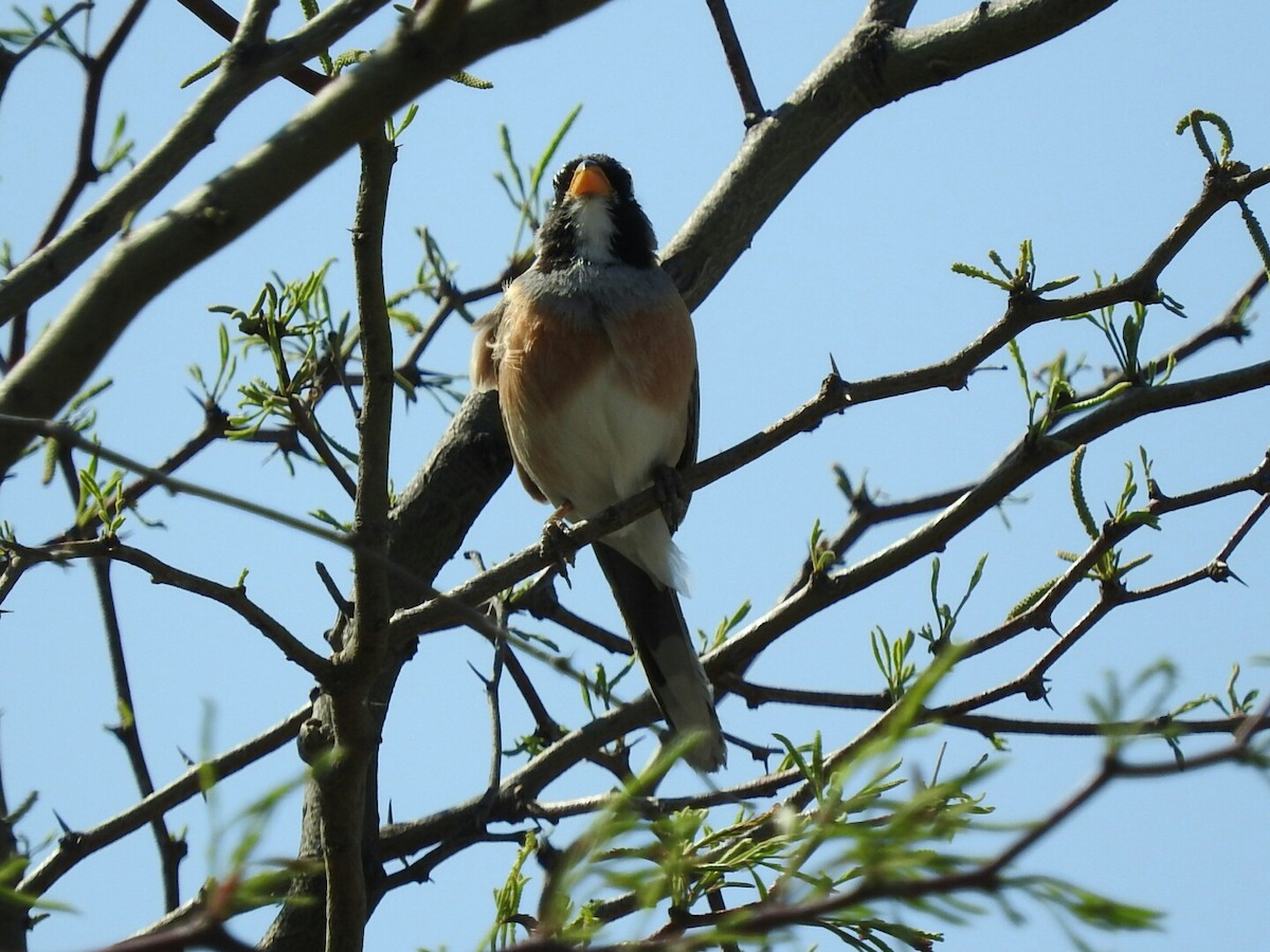 Many-colored Chaco Finch - ML496507671