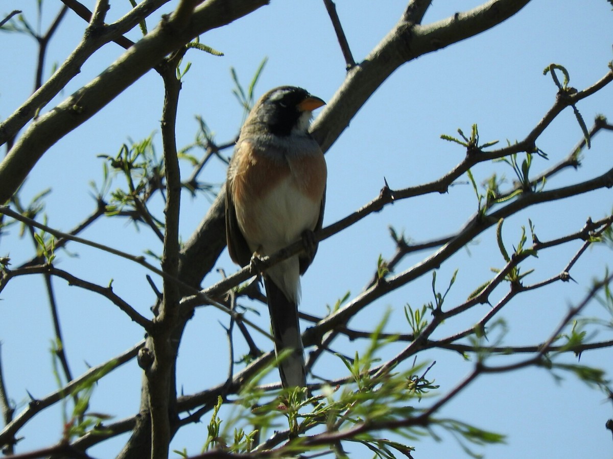 Many-colored Chaco Finch - ML496507681
