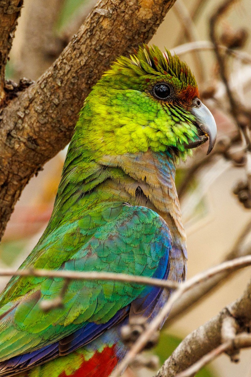 Red-capped Parrot - ML496508041