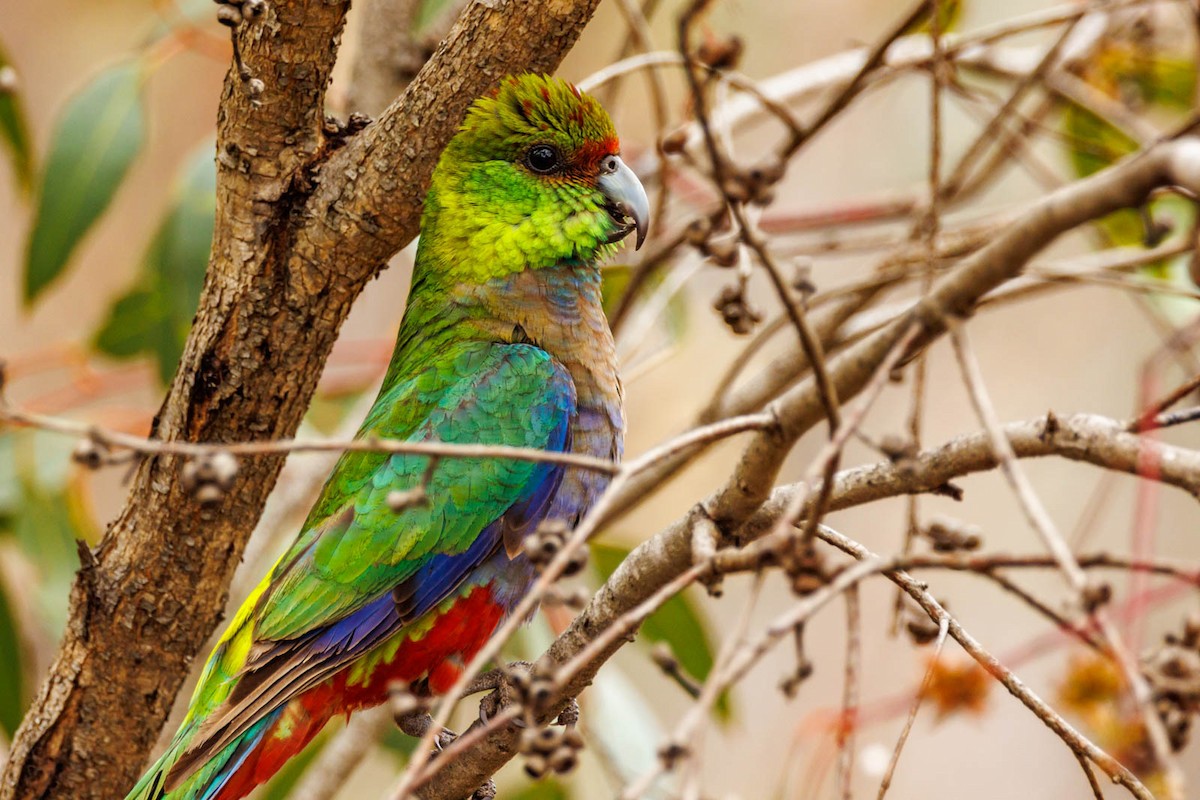Red-capped Parrot - ML496508081