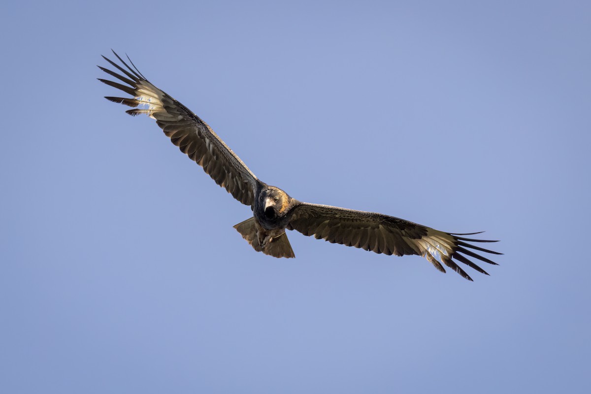 Black-breasted Kite - Hans Wohlmuth