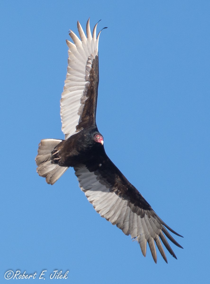 Turkey Vulture - Robert Jilek