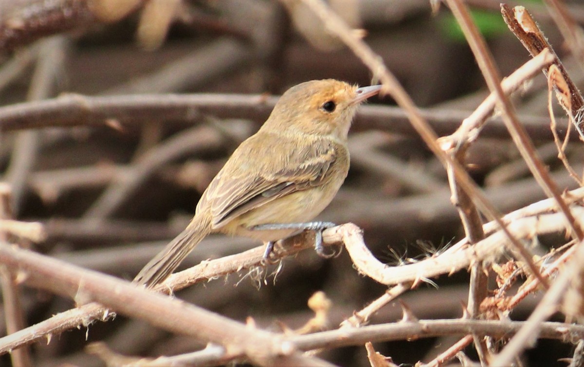 ml496509451-fulvous-faced-scrub-tyrant-macaulay-library