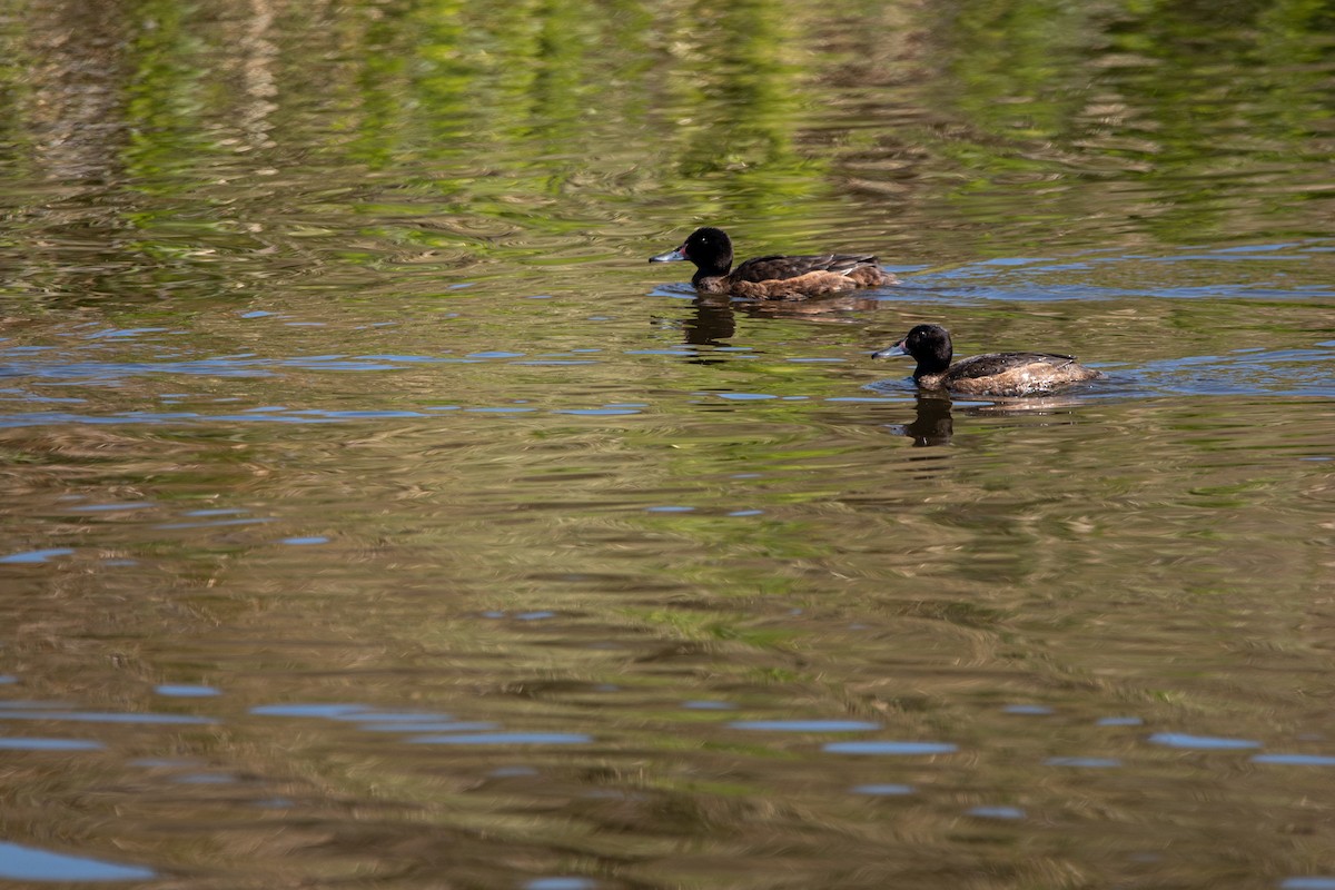 Black-headed Duck - ML496512871