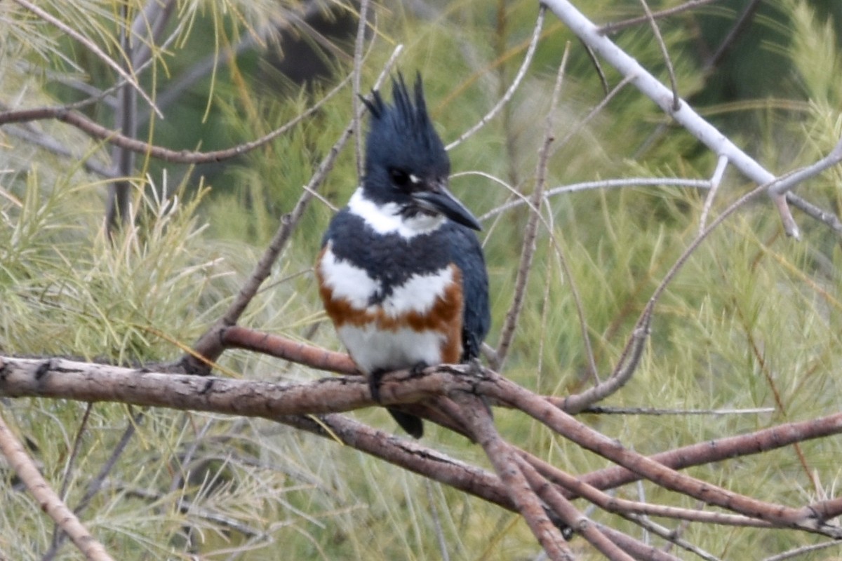 Belted Kingfisher - ML496513331