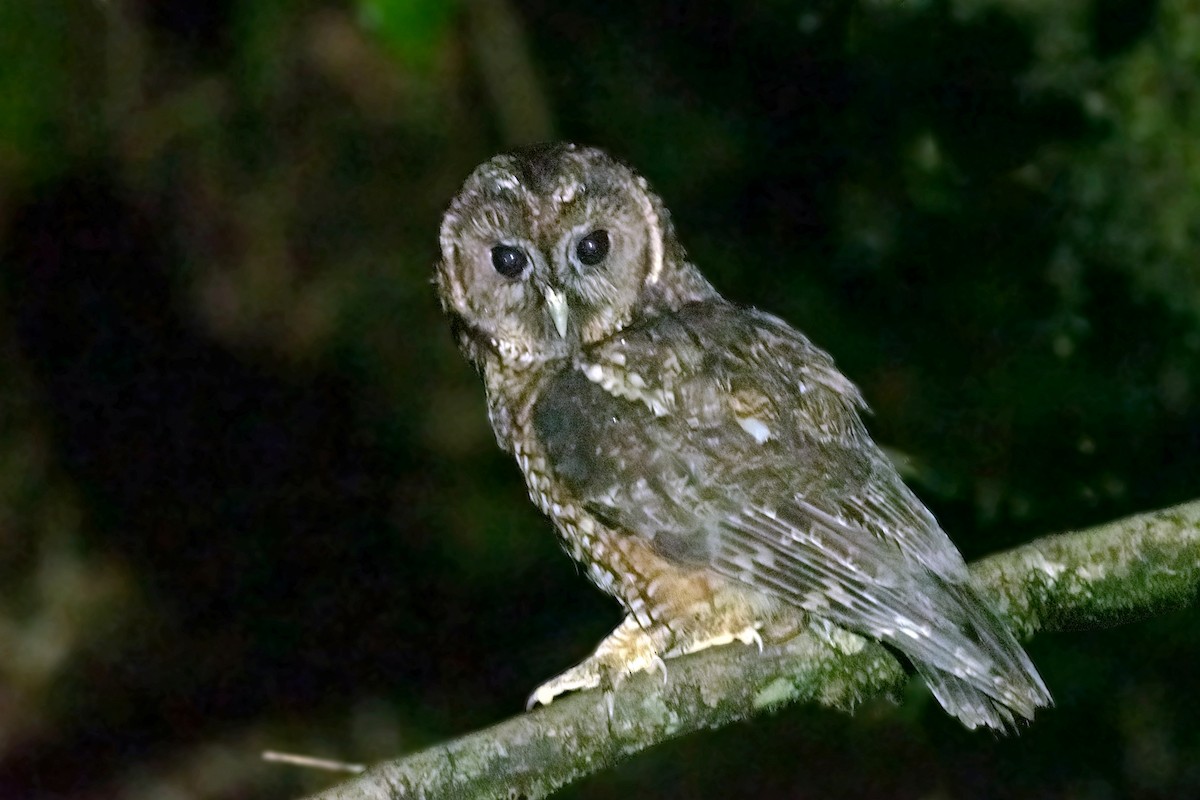 Himalayan Owl - ML496514001