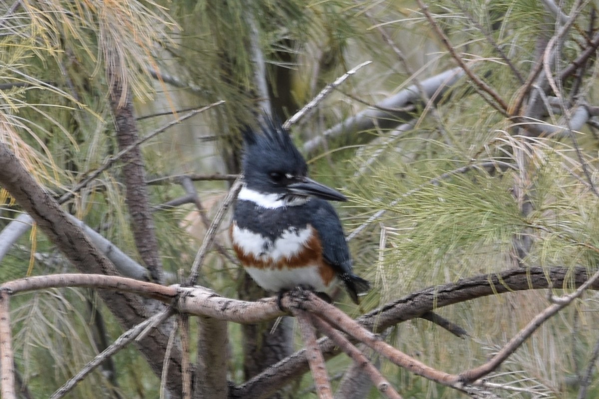 Belted Kingfisher - ML496516241