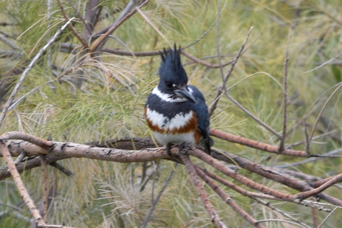 Belted Kingfisher - ML496516271