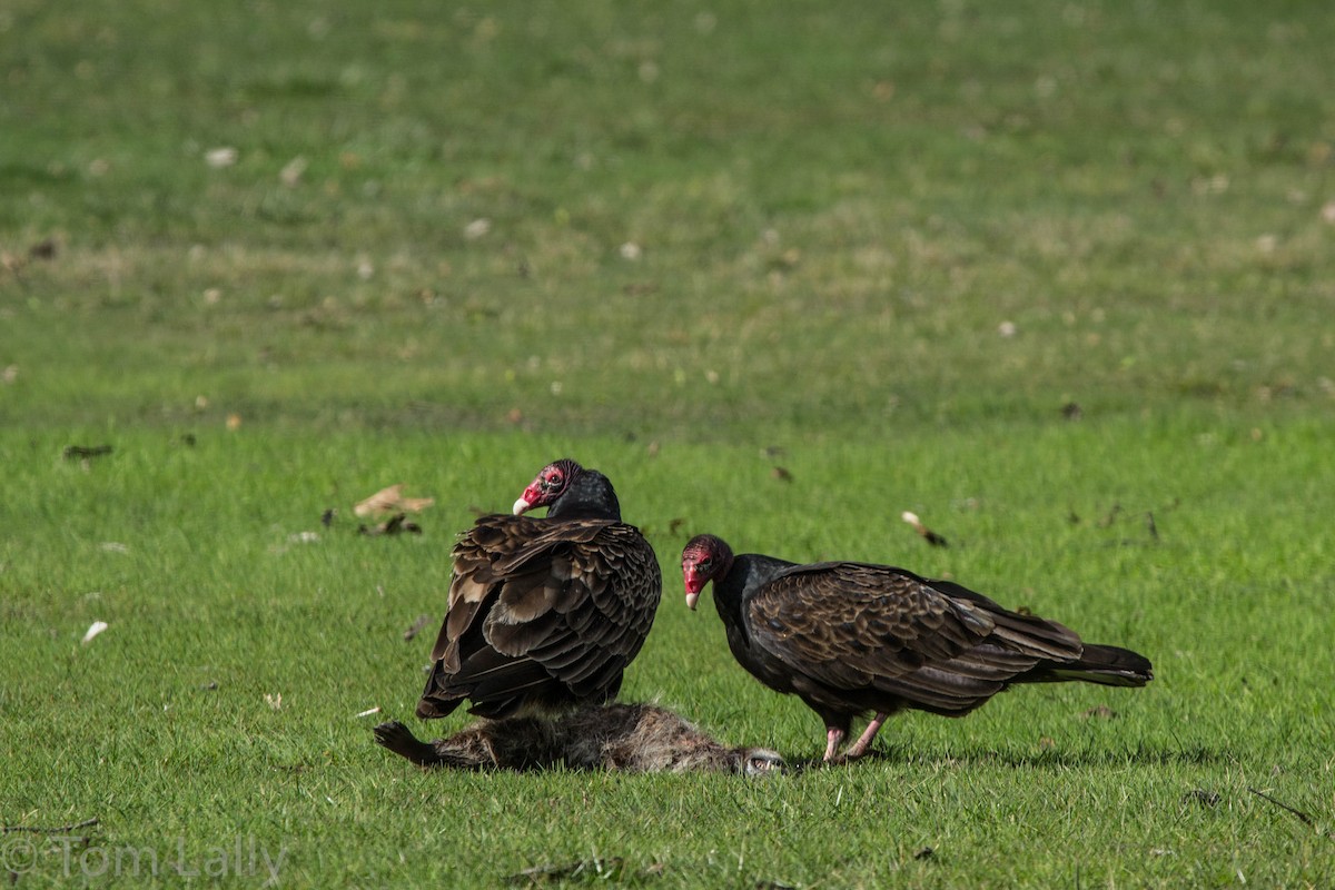 Turkey Vulture - ML49651701