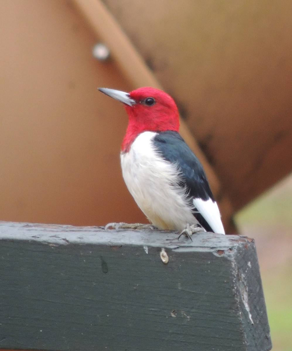 Red-headed Woodpecker - Jay Huner