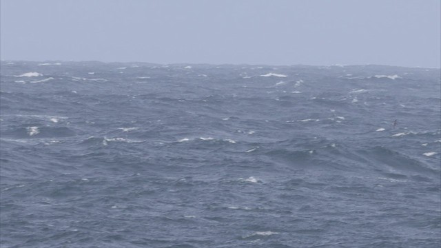 Atlantik Yelkovanı - ML496520481