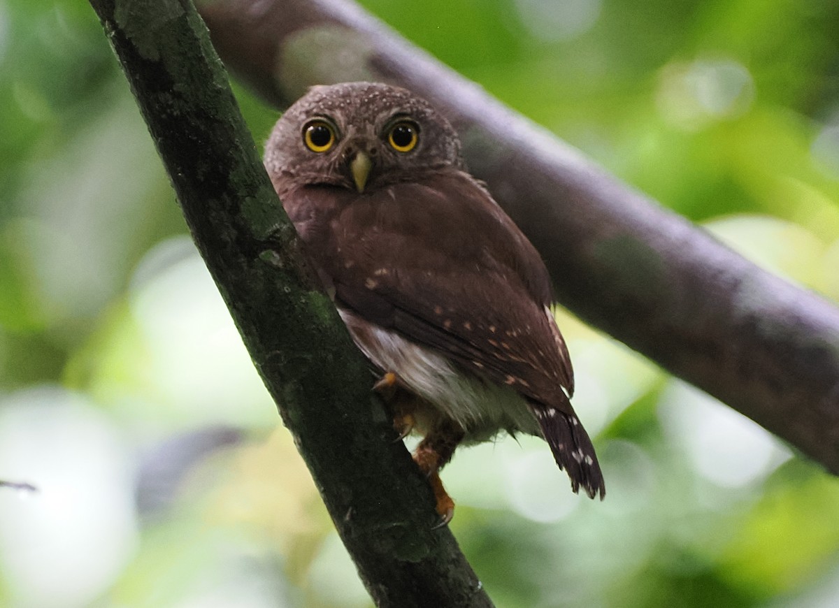 Amazonian Pygmy-Owl - ML496525351