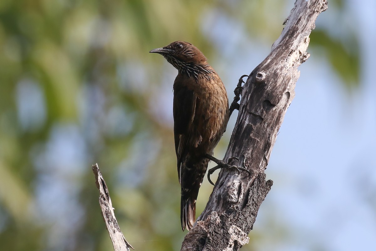 Black-tailed Treecreeper - Chris Benesh