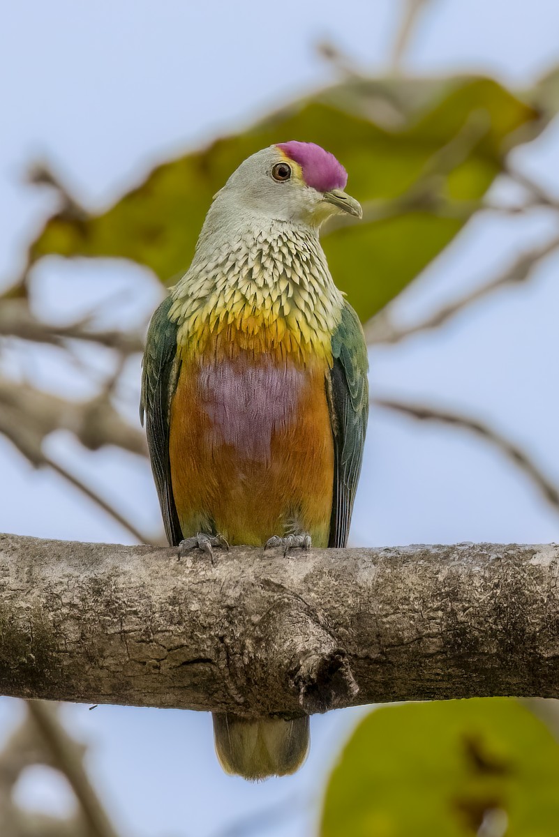 Rose-crowned Fruit-Dove - ML496529851