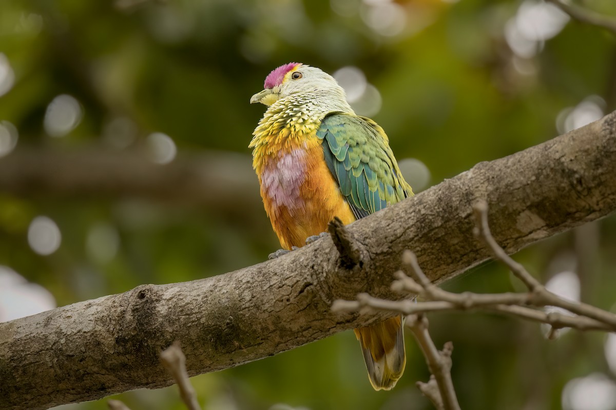 Rose-crowned Fruit-Dove - ML496529861