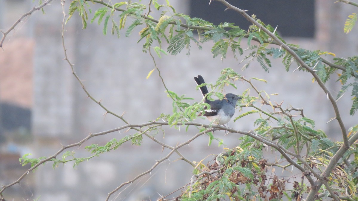 Oriental Magpie-Robin - Mitra Daneshvar