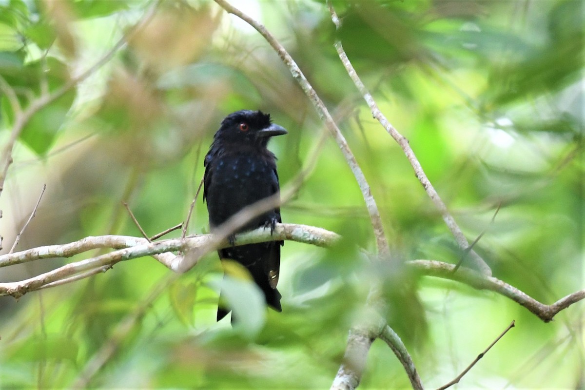 Greater Racket-tailed Drongo - ML496540341