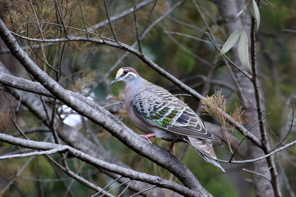 Common Bronzewing - Jon Spicer-Bell