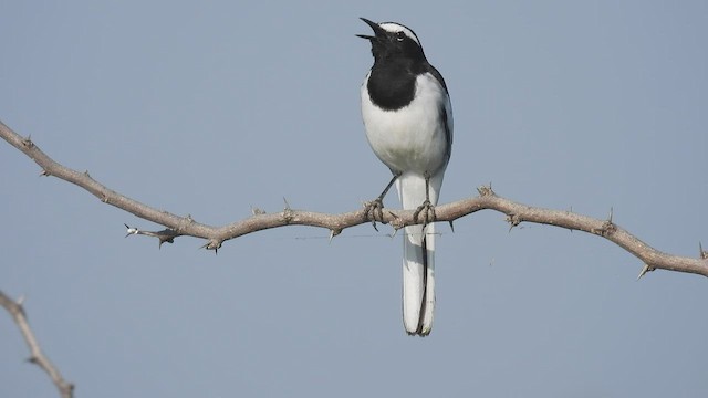 White-browed Wagtail - ML496547431