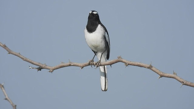 White-browed Wagtail - ML496547711