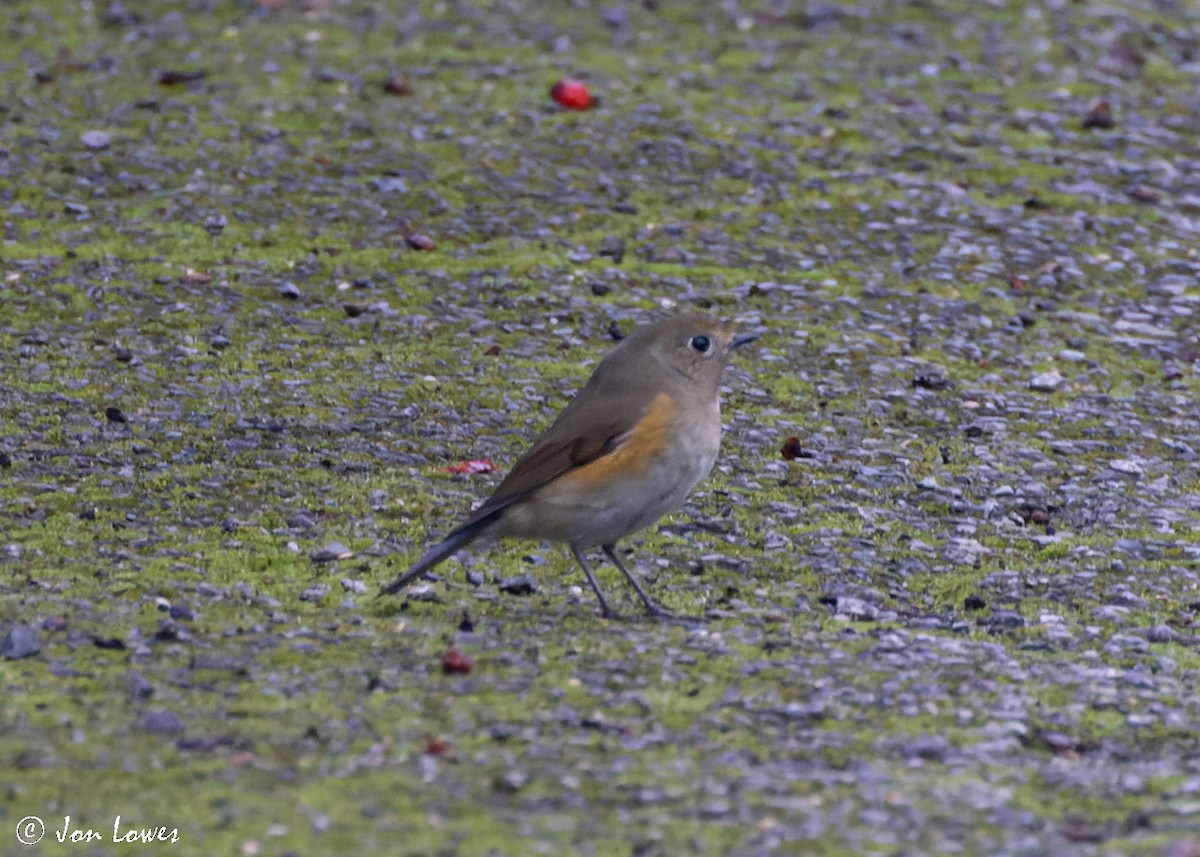 Red-flanked Bluetail - ML496550511