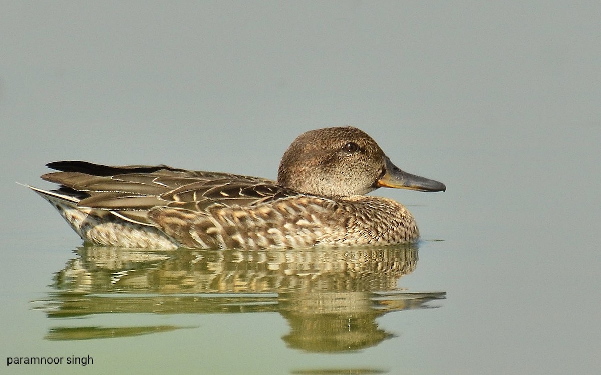 Green-winged Teal - ML496551371