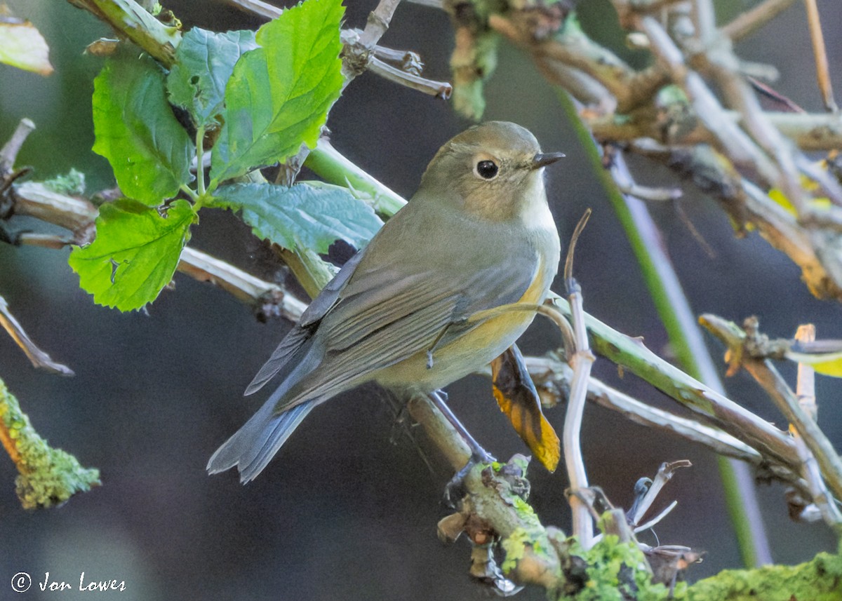 Red-flanked Bluetail - ML496551831
