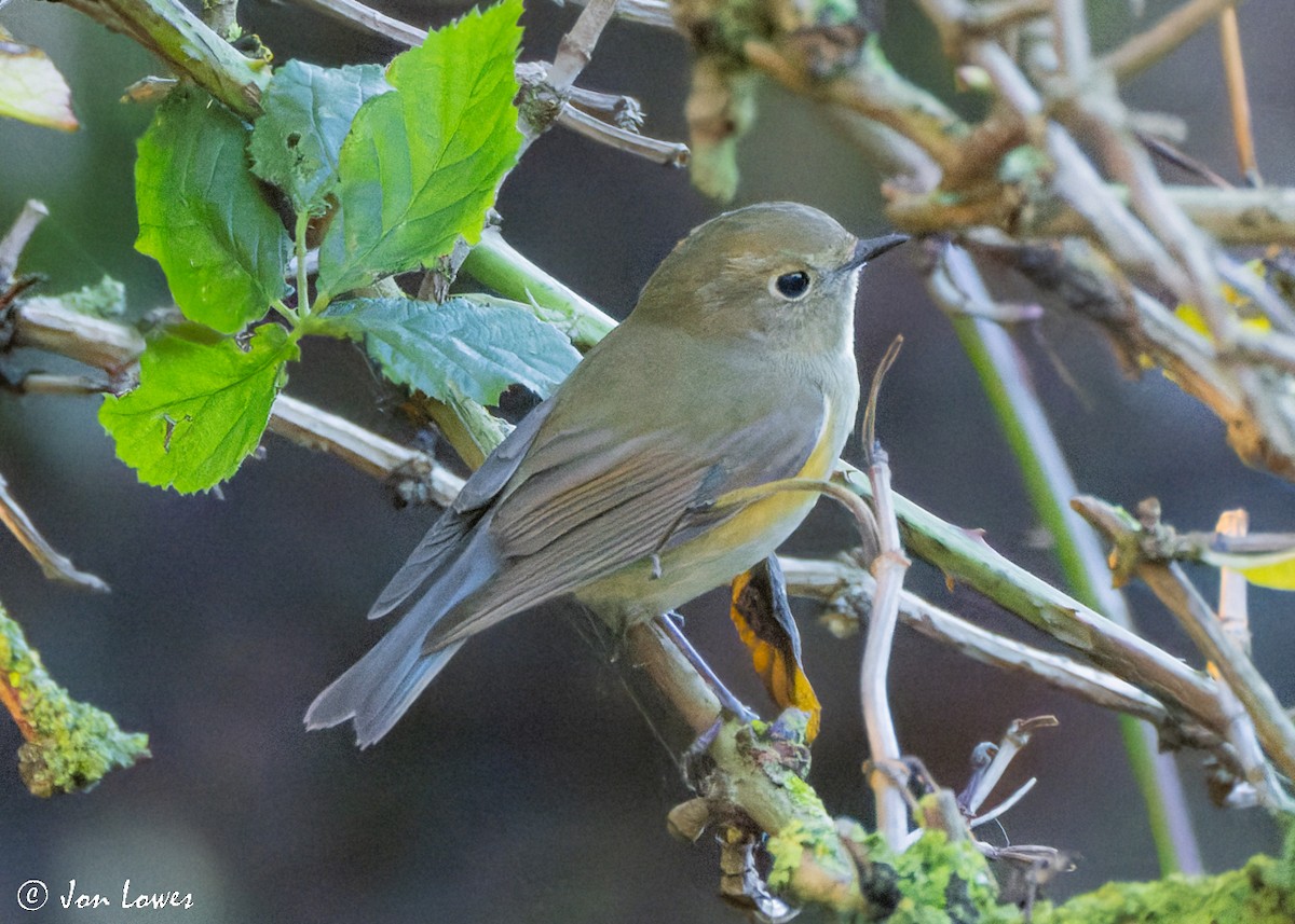 Red-flanked Bluetail - ML496551841