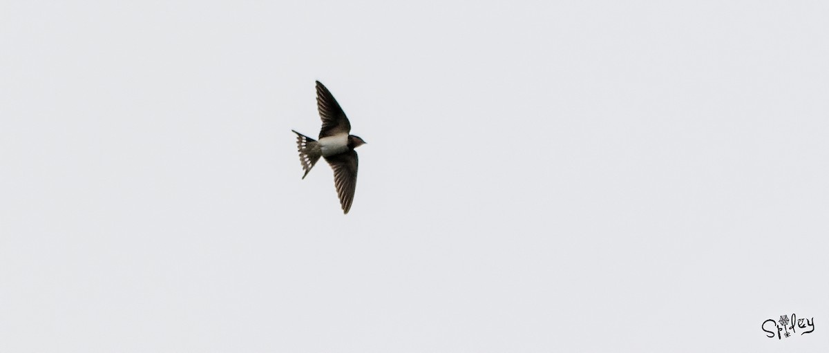 Barn Swallow - Xingyu Li