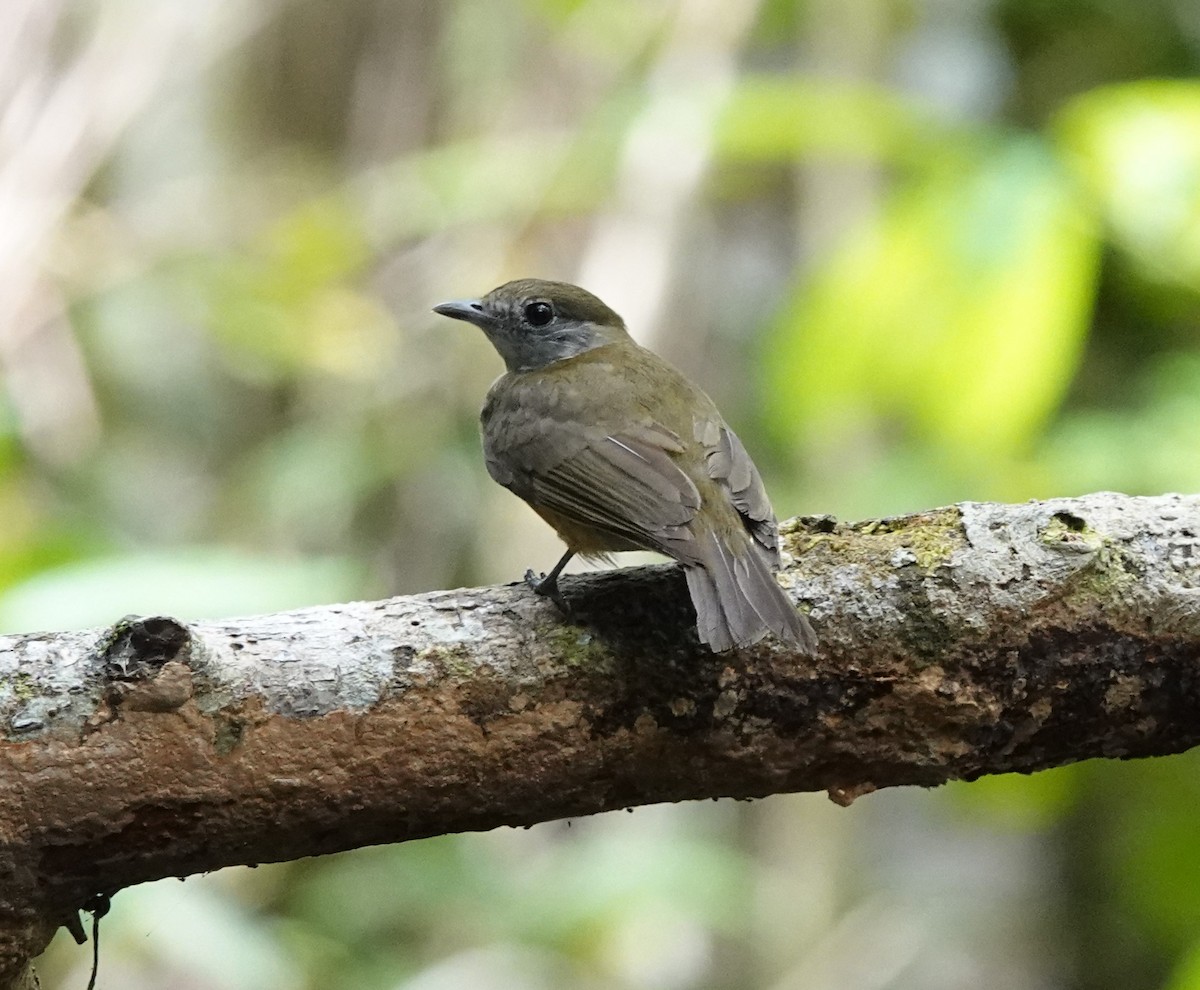 Green-backed Becard (Yellow-cheeked) - ML496553561
