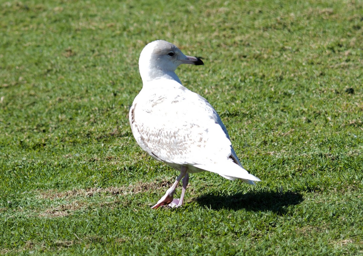 Glaucous Gull - Will Knowlton