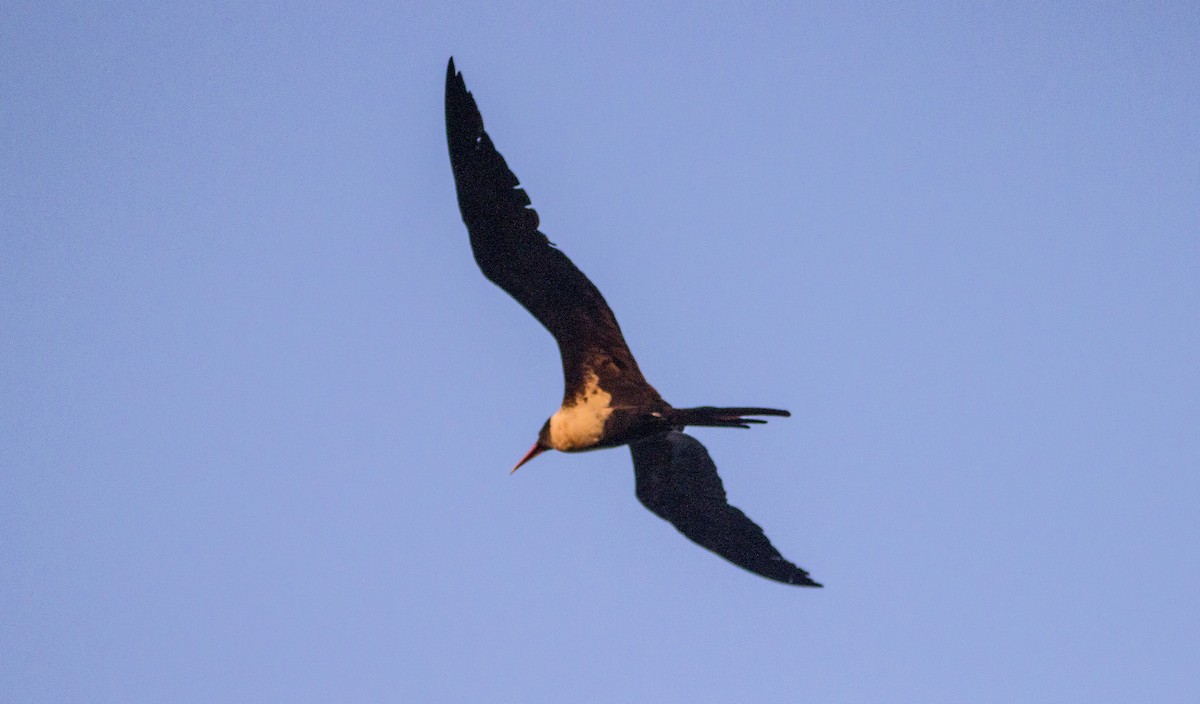 Lesser Frigatebird - Kalyan Ineni