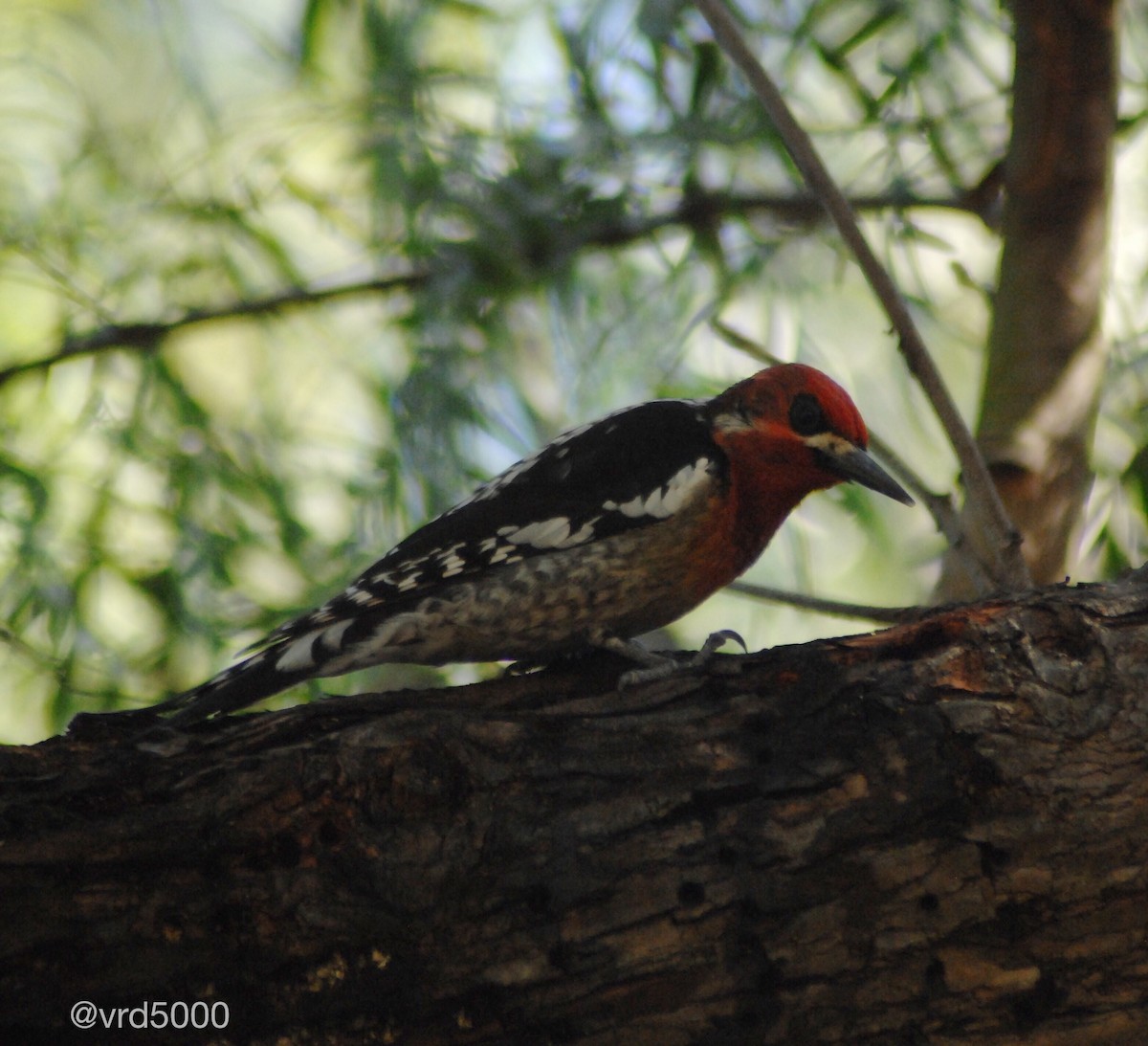 Red-breasted Sapsucker - Eric Storms