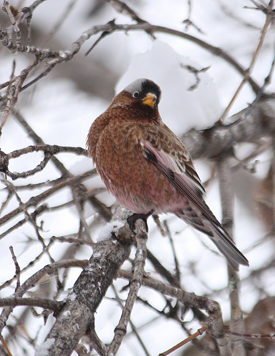 Gray-crowned Rosy-Finch - ML49655811