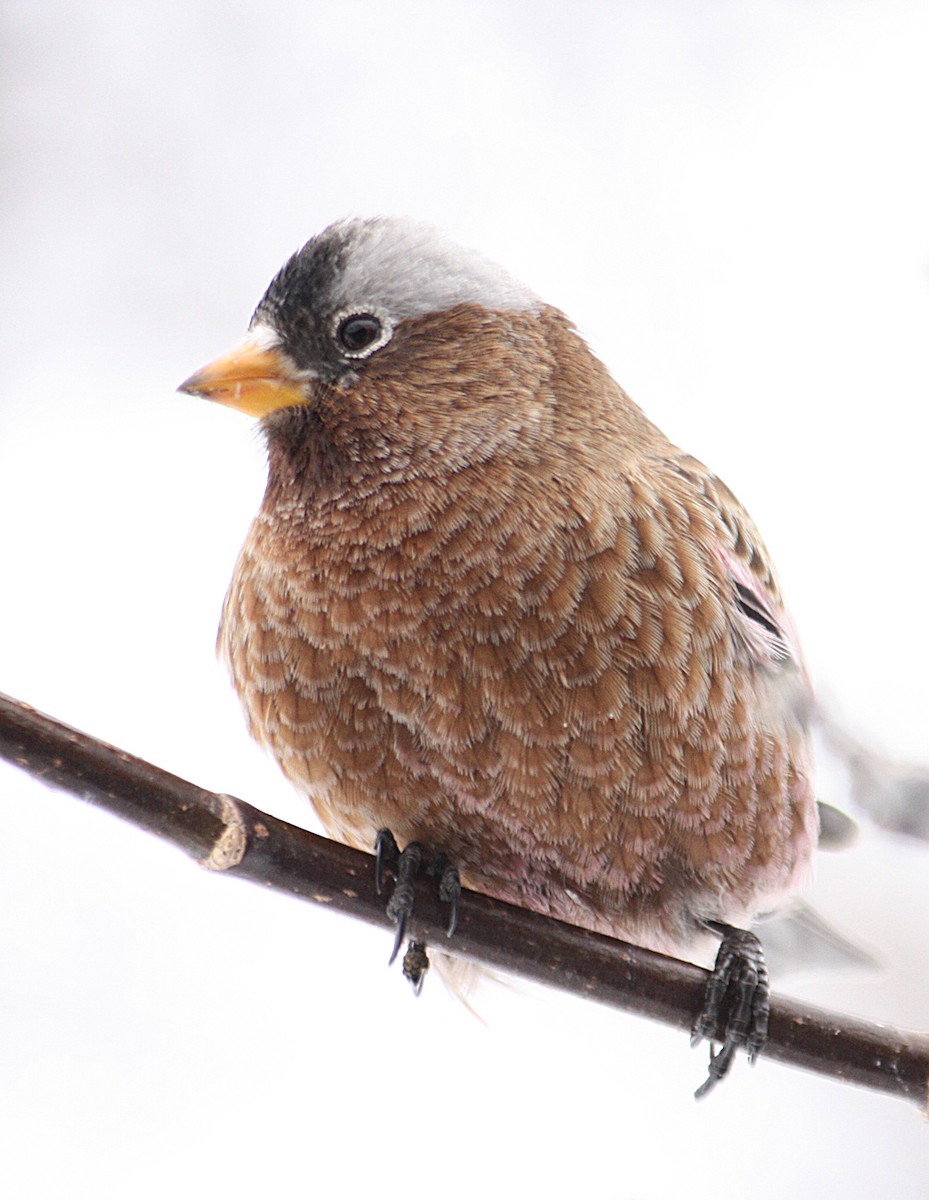 Gray-crowned Rosy-Finch - ML49655821