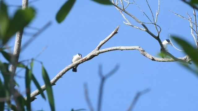 Forest Kingfisher - ML496558531