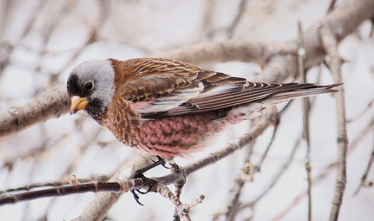 Gray-crowned Rosy-Finch - ML49655861