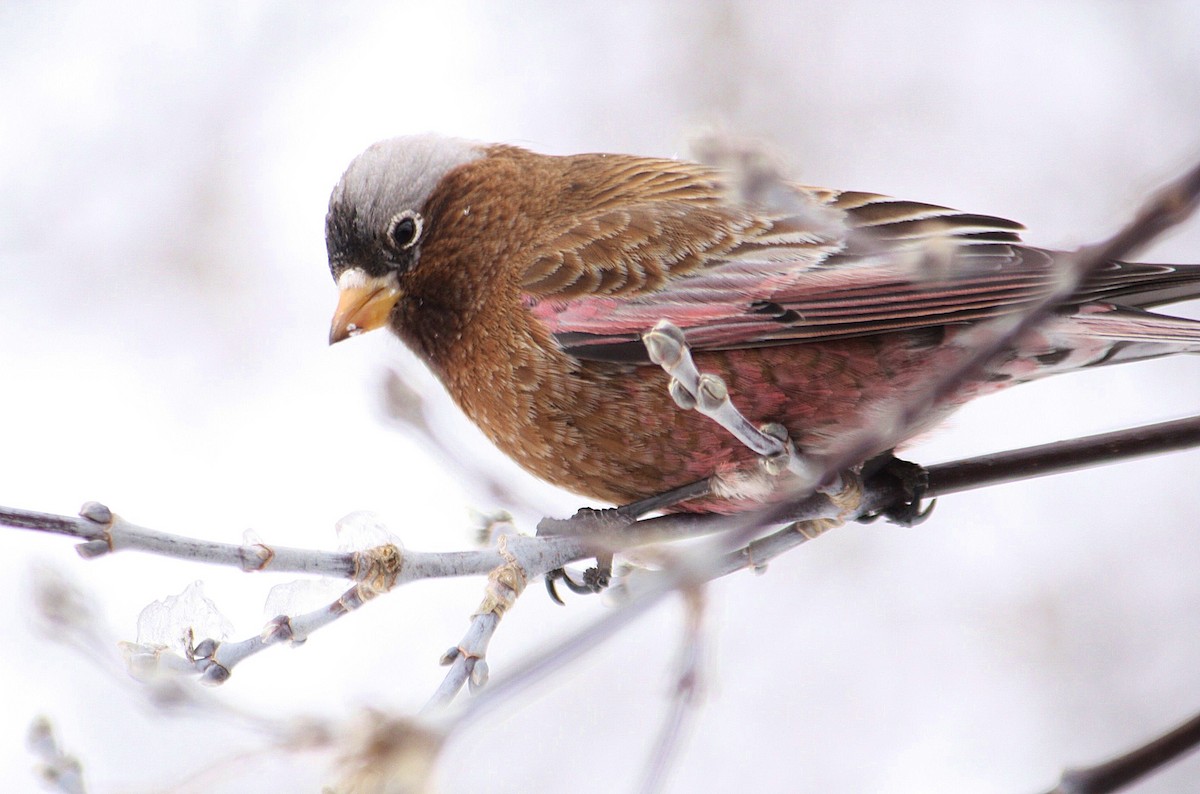 Gray-crowned Rosy-Finch - ML49655871
