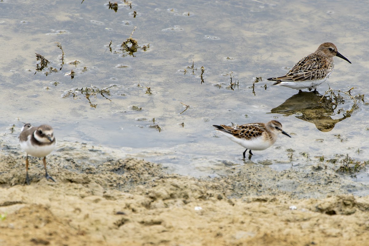 ML496559611 Dunlin Macaulay Library