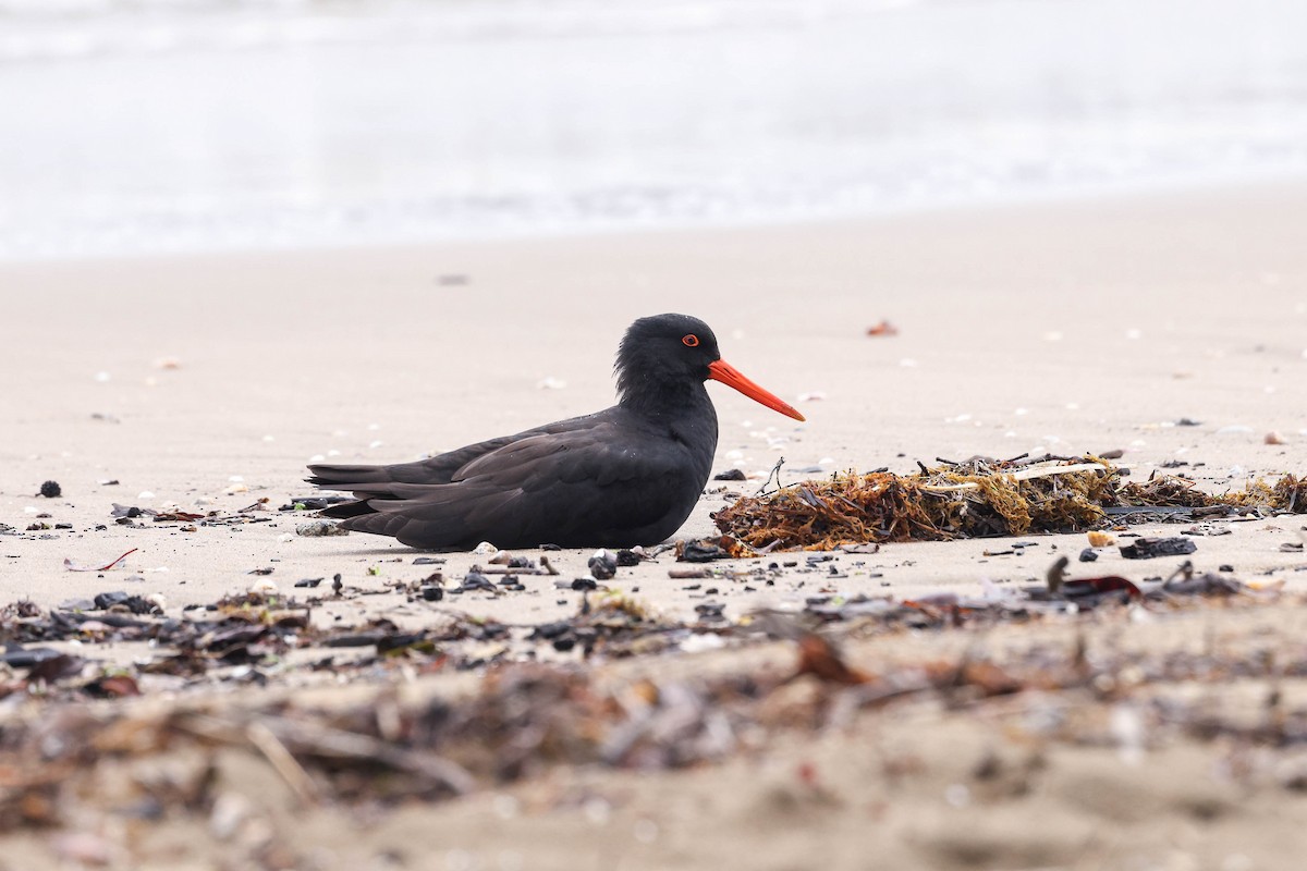 Sooty Oystercatcher - Ged Tranter