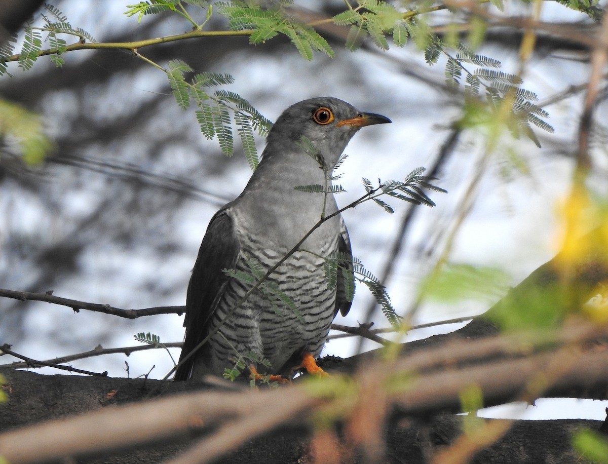 Common Cuckoo - ML496563961