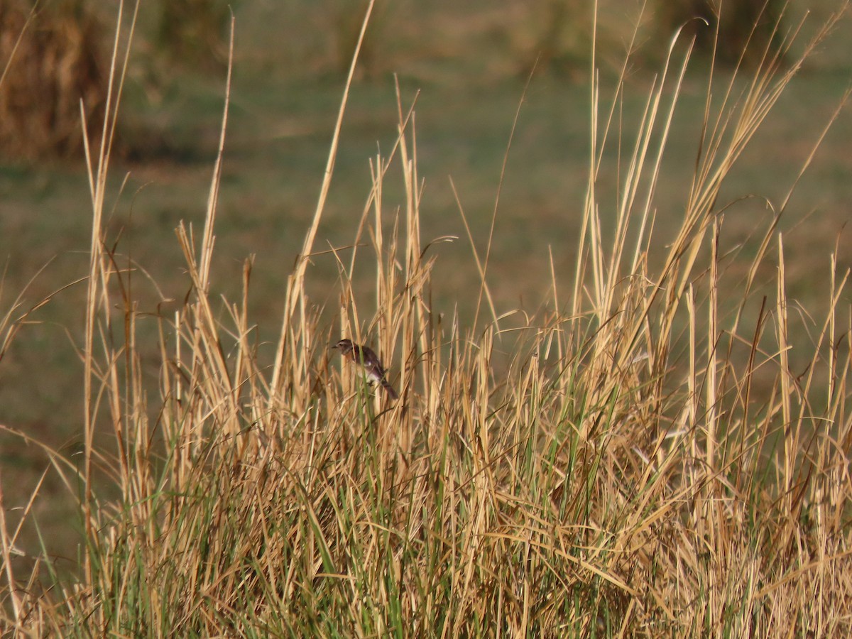African Stonechat - ML496566361