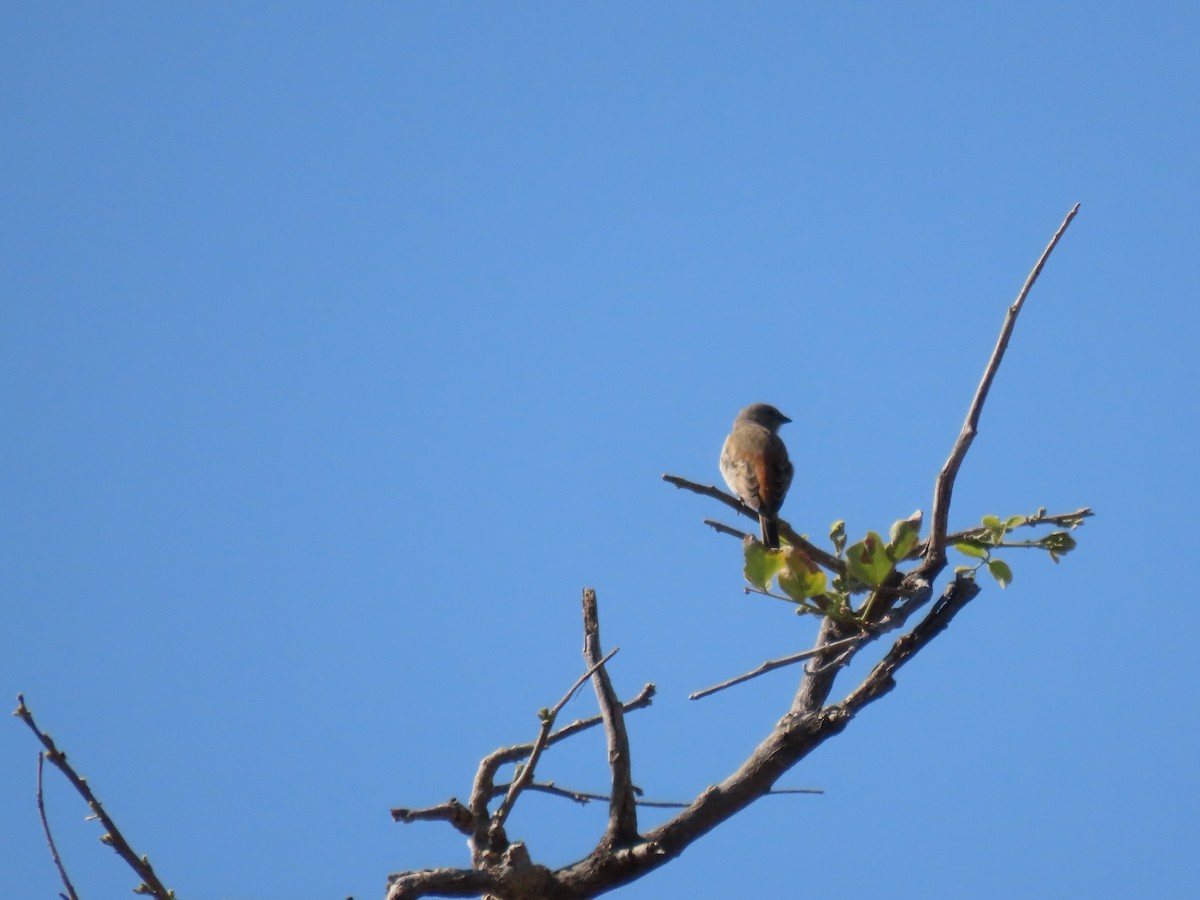 Southern Gray-headed Sparrow - ML496566531