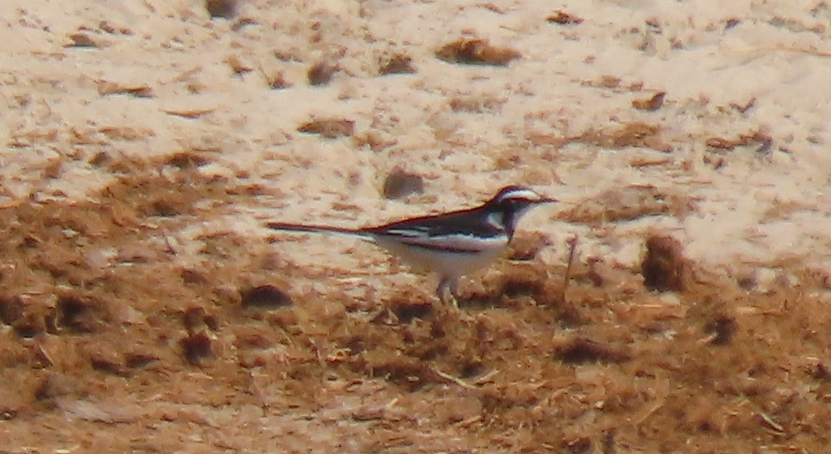African Pied Wagtail - ML496566911