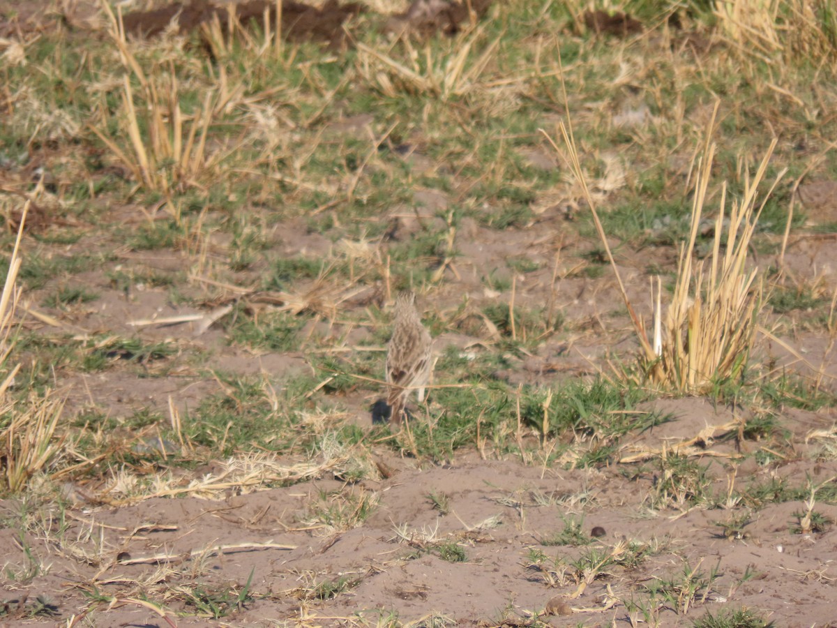 African Pipit - ML496566951