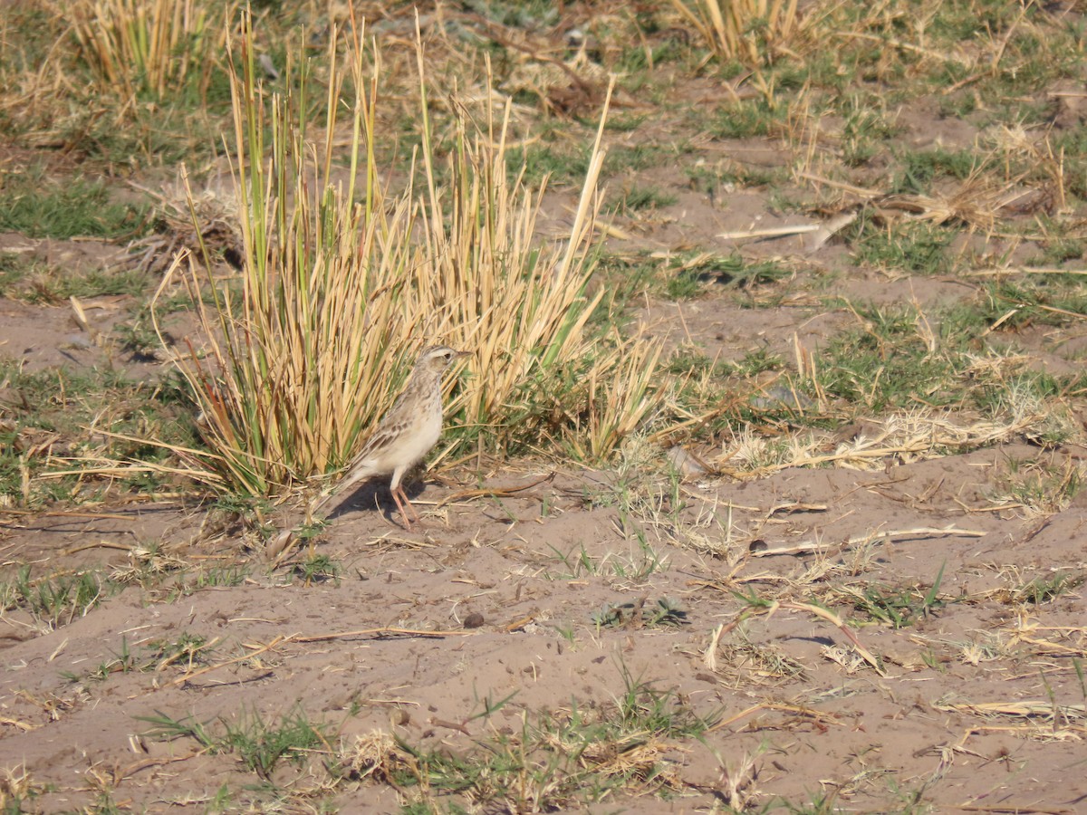 African Pipit - ML496566961