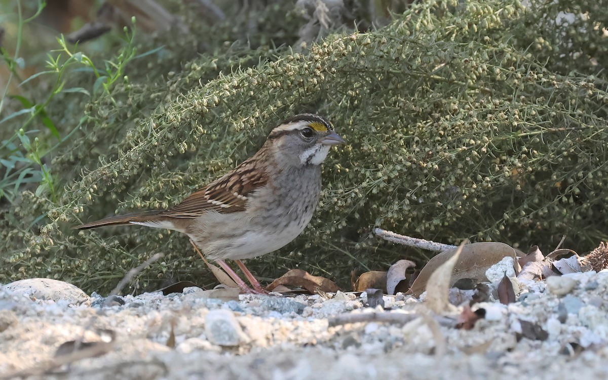 White-throated Sparrow - Matthew Grube